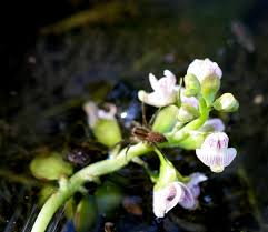 Image result for Utricularia inflexa