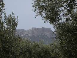 Olives Noires De La Vallee Des Baux De Provence Nos Produits De Qualite Nos Produits De Qualite