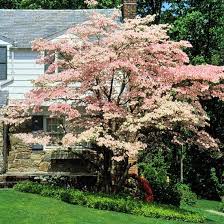 Check spelling or type a new query. 12 Best Flowering Trees And Shrubs For Adding Color To Your Yard Dogwood Trees Yard Landscaping Flowering Trees