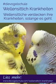 Hallo ihr lieben , seit ein paar tagen beobachte ich, dass mein anton zum futternapf geht und sich dann am po kratzt (?) er macht aber keinen kranken eindruck, er zwitschert soviel wie immer, geht rauß, hat auch klare augen. Wellensittich Krankheiten Weisst Du Was Zu Tun Ist