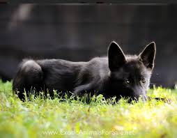 We have also developed a cost calculator that if you are actively looking for a dog, we strongly recommend doing some research and finding a reputable. Vjjuo1dmnabdum