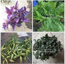 Tanaman hias anggrek dendrobium blue pink galaxy langkarp30.000: Jual Jual Paket Tanaman Hias Gantung Murah 4pcs Di Lapak Maju Makmur Bukalapak