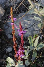 Image result for Thesium megalocarpum