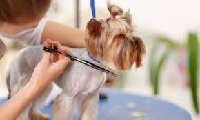 Grooming For A Bird Cat Or Dog At Pet Animals Trading Up To 60 Off Pet Grooming Services Traffic Titan Pro S Dog Grooming Supplies Dog Grooming Family Pet