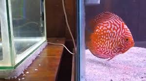 Selain enak, ikan kakap juga ikan kakap memiliki beberapa jenis diantaranya adalah kakap merah dan kakap putih. Cara Mancing Kakap Putih Di Siang Hari Yang Ampuh Hobi Mancing