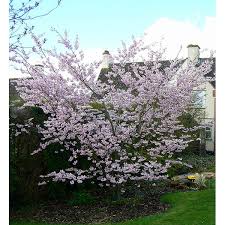 For a similar tree with purple foliage see prunus royal burgundy. Prunus Accolade Trees Shrubs Majestic Website
