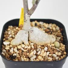 Image result for Adenia repanda