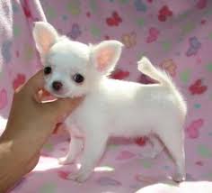 Find your new companion at nextdaypets.com. Sweetest Chihuahua Puppies Biological Science Picture Directory Pulpbits Net