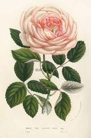 Home wall art wall art decor bedroom watercolor print flower art botanical prints rose art heirloom roses canvas prints art. Vintage Pink Blush Rose Flower Print Art Graphic Download Printable Image Botanical Flower Prints Art Botanical Art Prints Botanical Art