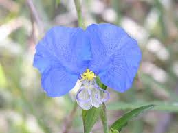 Image result for Commelina capitata