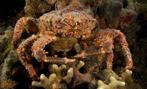 Il granchio è un crostaceo che ha dieci zampe e si distingue per la sua dura conchiglia arancione e per i suoi grandi artigli sulle zampe anteriori. Il Granchio Reale Dei Caraibi Puo Salvare I Coralli Delle Florida Keys