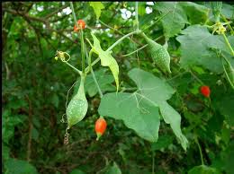 Image result for Corallocarpus schimperi