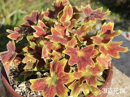 モミジバゼラニウム 育て方 花の写真 ３６５花撰 栽培実践集