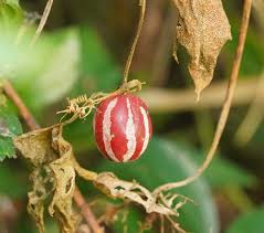 Image result for Diplocyclos