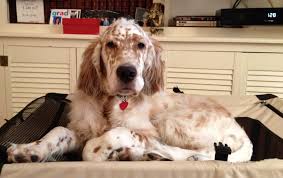 Check spelling or type a new query. The Growing English Setter Puppy Prefers To Be On Top Of The Crate Than In It Now If He Would Just N English Setter Dogs English Setter Puppies English Setter