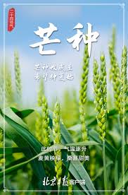 Bài hát mang chung / 芒種 cover do ca sĩ thieu cung (shao gong) thuộc thể loại nhac hoa. 9alarq2ojbmm9m