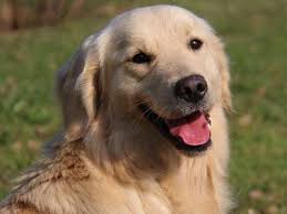 Des Anges de Sheitan