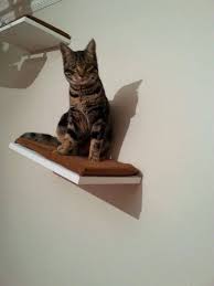 miss kedi tirmalamasi adli kullanicinin kedi duvar ve tavan raflari 0507 664 22 22 panosundaki pin kedi raf duvar