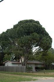 The italian stone pine thrives in relatively dry climates. Dirt Doctor Library Topics