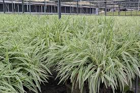 Image result for Dianella