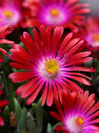 Dec 27, 2010 · garden master. Delosperma Garnet Bluestone Perennials