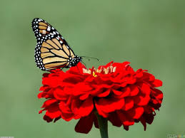 Monarch butterfly aesthetic wallpapers wallpaper cave. Monarch Butterfly Wallpapers Top Free Monarch Butterfly Backgrounds Wallpaperaccess