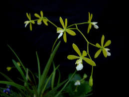 Check spelling or type a new query. Botanical Orchids Encyclia Tampensis Var Alba Self Orchidable