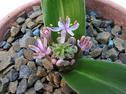 Image result for Daubenya