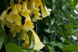 Image result for Hyparrhenia anemopaegma