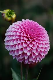 It has been discovered that flowers have existed and have been known to man since the paleolithic age. Flower Power Beautiful Flowers Amazing Flowers Dahlia Flower