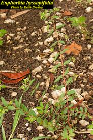 Image result for Euphorbia hyssopifolia