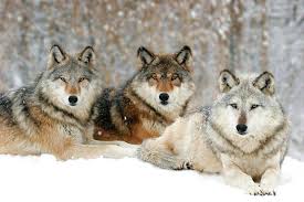 Wolves are members of the family canidae. Legislators Consider Bills To Increase The Opportunity Methods To Kill Montana Wolves Missoula Current