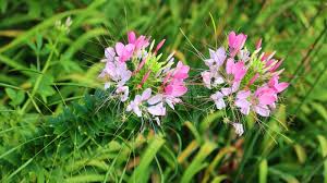 Image result for Cleomaceae