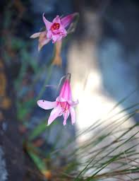 Image result for Cyrtanthus galpinii