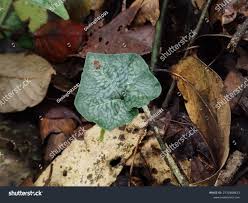 Image result for Nervilia kotschyi