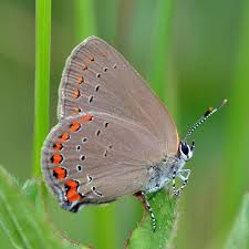 Image result for Satyrium microcorys