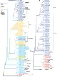 Image result for Monopsis stellarioides