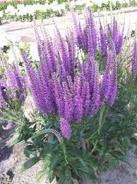 Veronica Purple Explosion Ppaf Veronica Plant Purple Perennials Cottage Garden