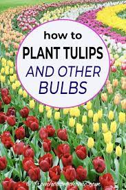 Planting Fall Bulbs How To Plant Tulips And Other Spring Flowering Bulbs Gardening From House To Home Planting Tulips Fall Bulbs Planting Bulbs