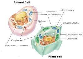 The digestive system is an organ system that includes such organs as the stomache and any other. Cells Tissues And Organs Dr Randall Science