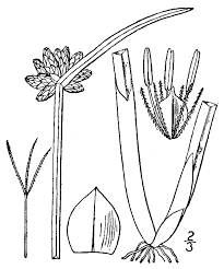 Image result for Schoenoplectiella