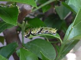 It has yellow, brown and purple in a display that looks like a snakes head to deter predators. Orchard Swallowtail Papilio Aegeus