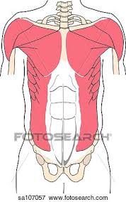 A muscle's job is to pull together the points to which its ends are below are the muscles in the torso and on the back that you need to be aware of. Anterior View Of The Muscles Of The Torso Stock Illustration Sa107057 Fotosearch