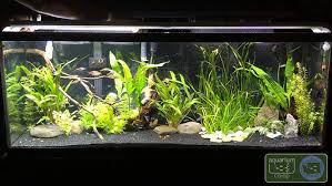 The Best Aquarium Light For Beginners