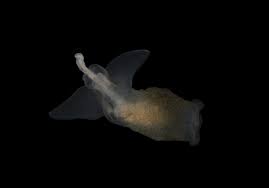 Image result for Lobelia pteropoda