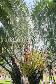 Image result for Dypsis decaryi