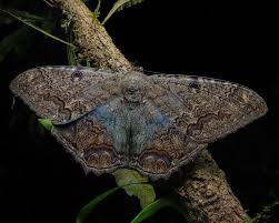 Image result for Rhynchosia nyasica