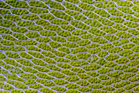 Chloroplasts contain thylakoids, which is a complex system of flattened sacs. Chloroplast Wikipedia