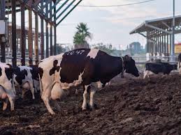 Perfect for dairy farms or. Cows Farm Animals Farm Sanctuary