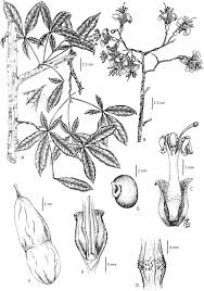 Image result for Malvaceae subfamily Bombacoideae